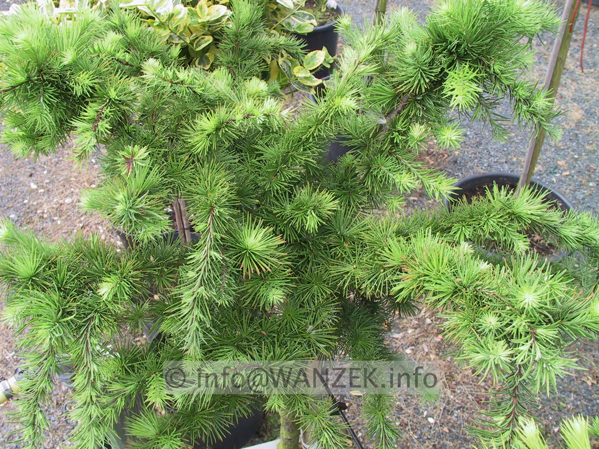 Larix kaempferi Little Bogle 03.JPG